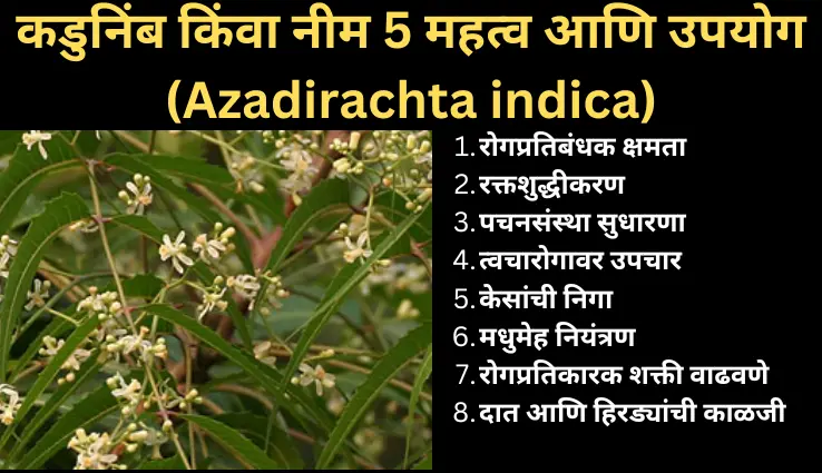 azadirachta indica