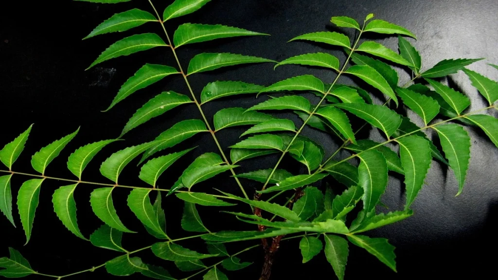 azadirachta indica