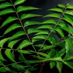 neem leaves 651913 1920webp